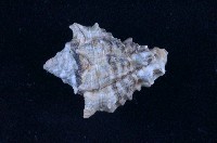 藏品(短拳螺)的圖片